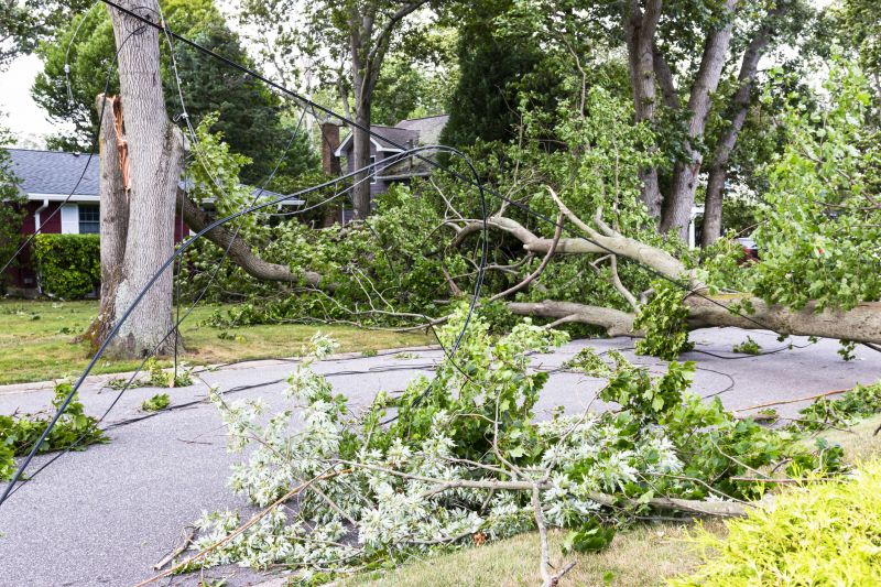 Tree Removal Near Power Lines
