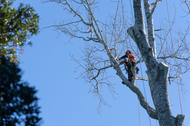 Safety Tree Trimming