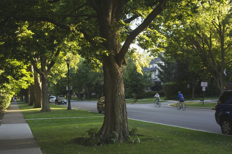 Urban Tree Maintenance